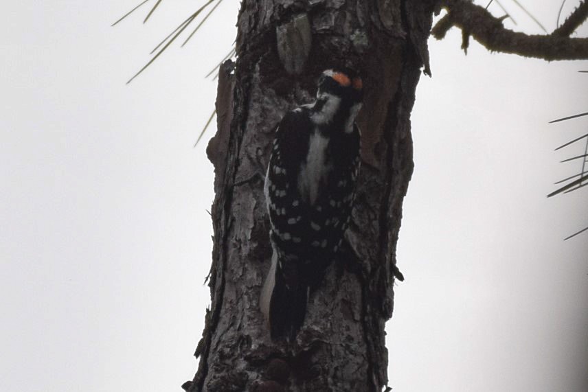 Hairy Woodpecker - ML402028731