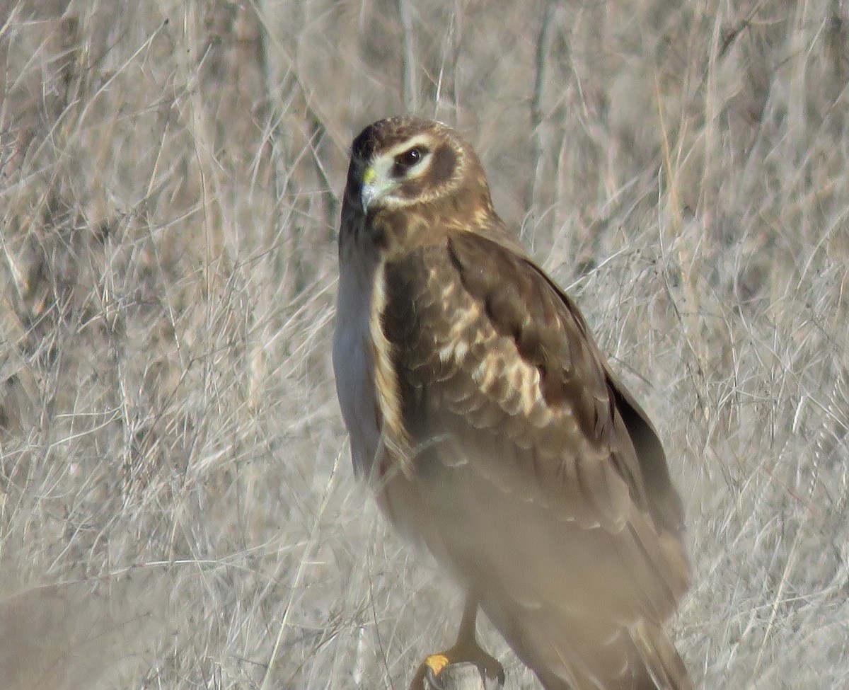 Northern Harrier - ML402029511