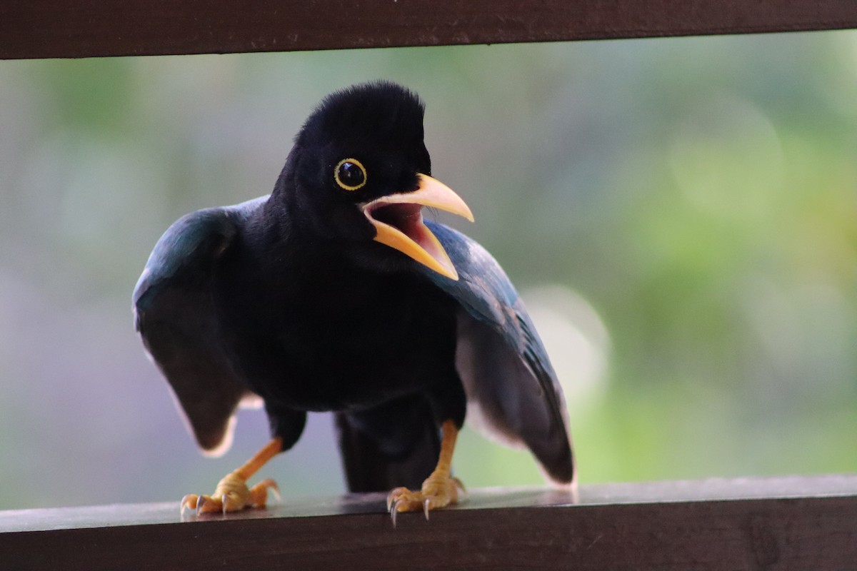 Yucatan Jay - ML402030781