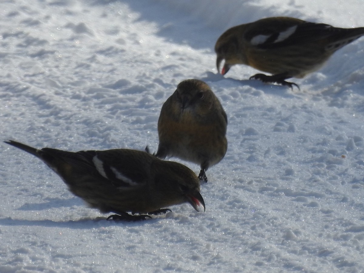 White-winged Crossbill - ML402030971