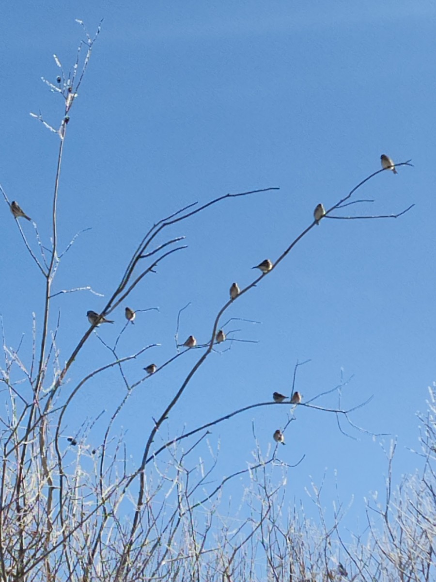 Common Redpoll - ML402031791