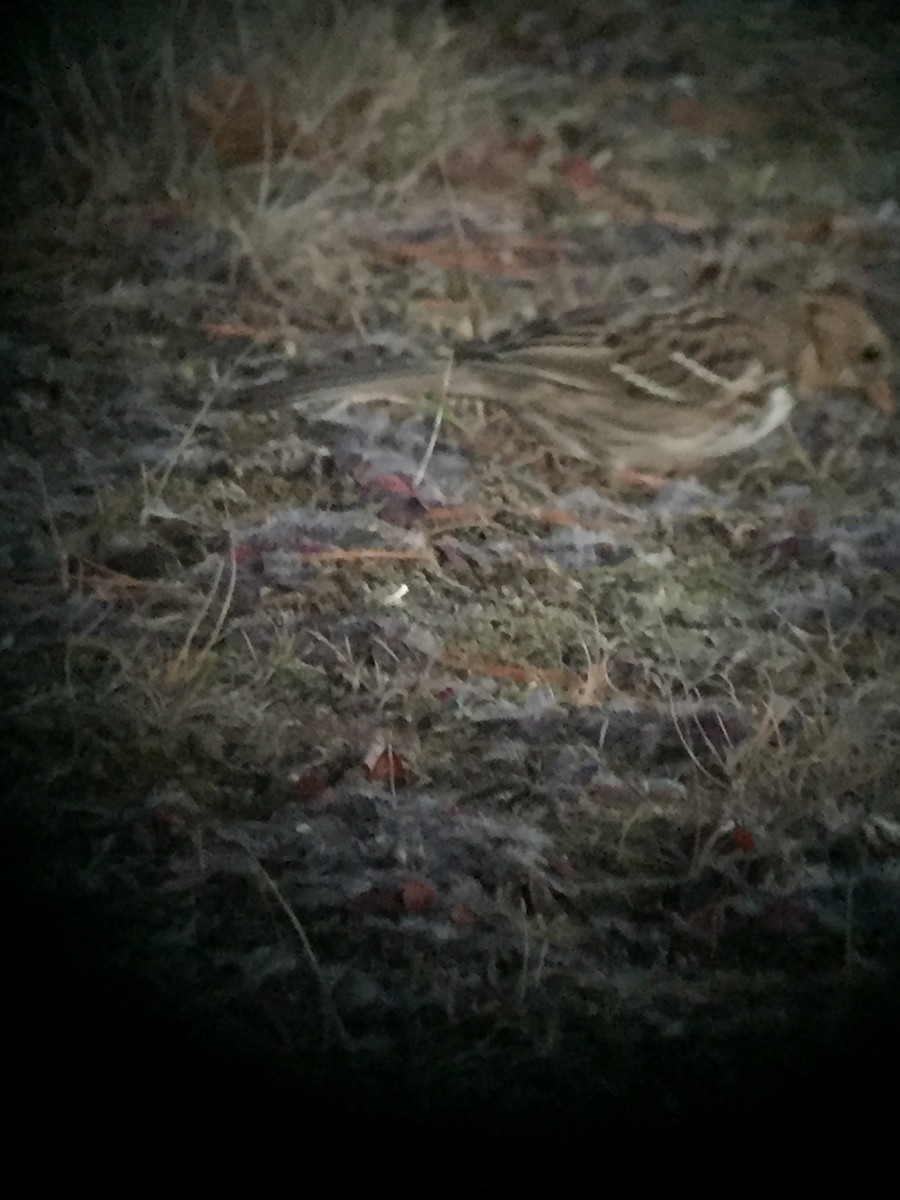 Harris's Sparrow - ML40203291