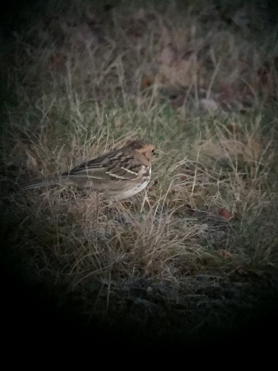 Harris's Sparrow - ML40203301