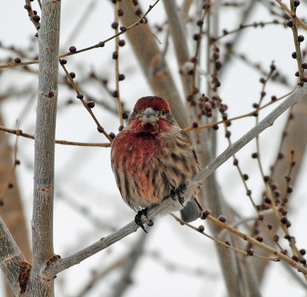 House Finch - ML402033021