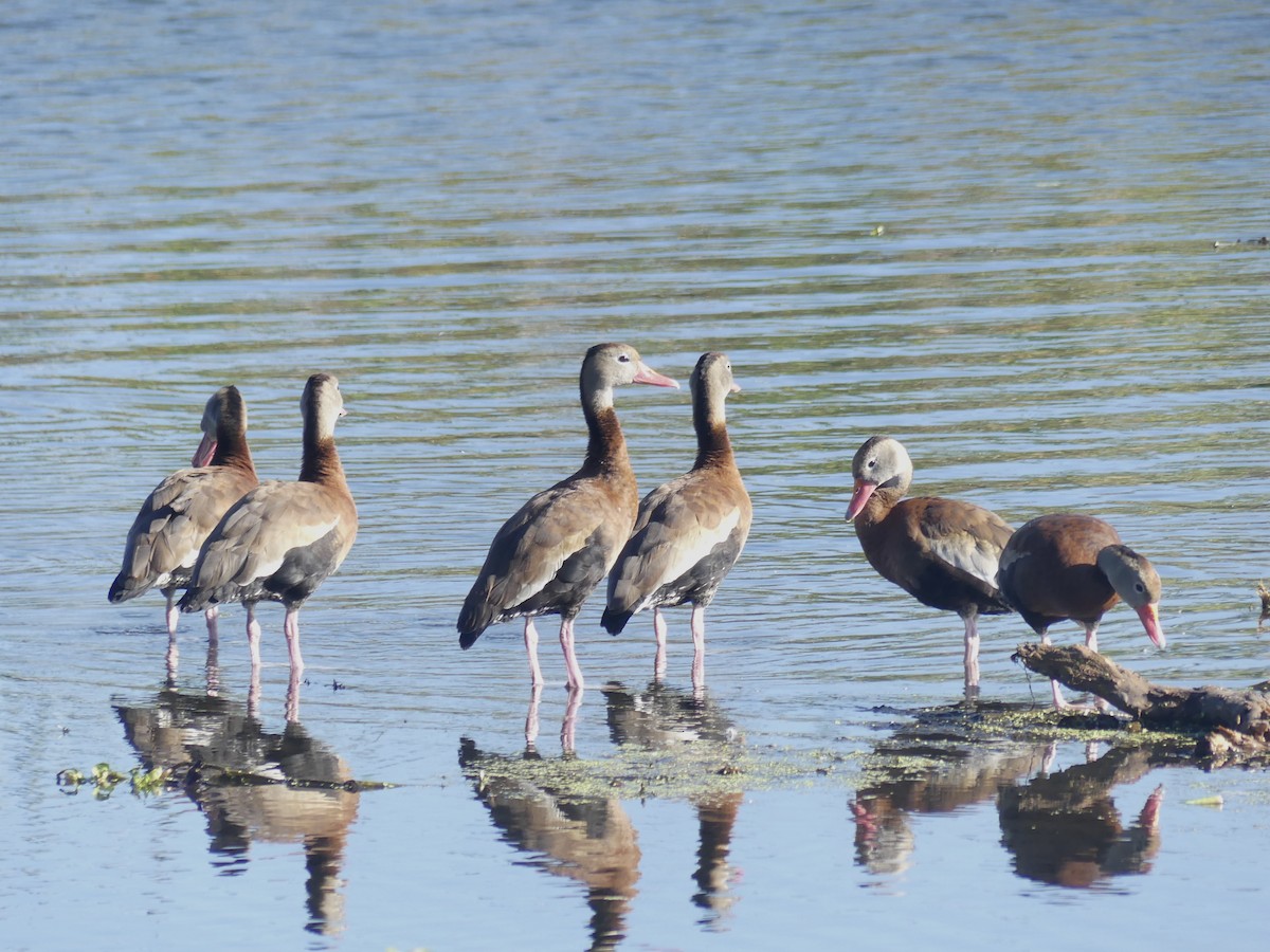 Black-bellied Whistling-Duck - ML402033291