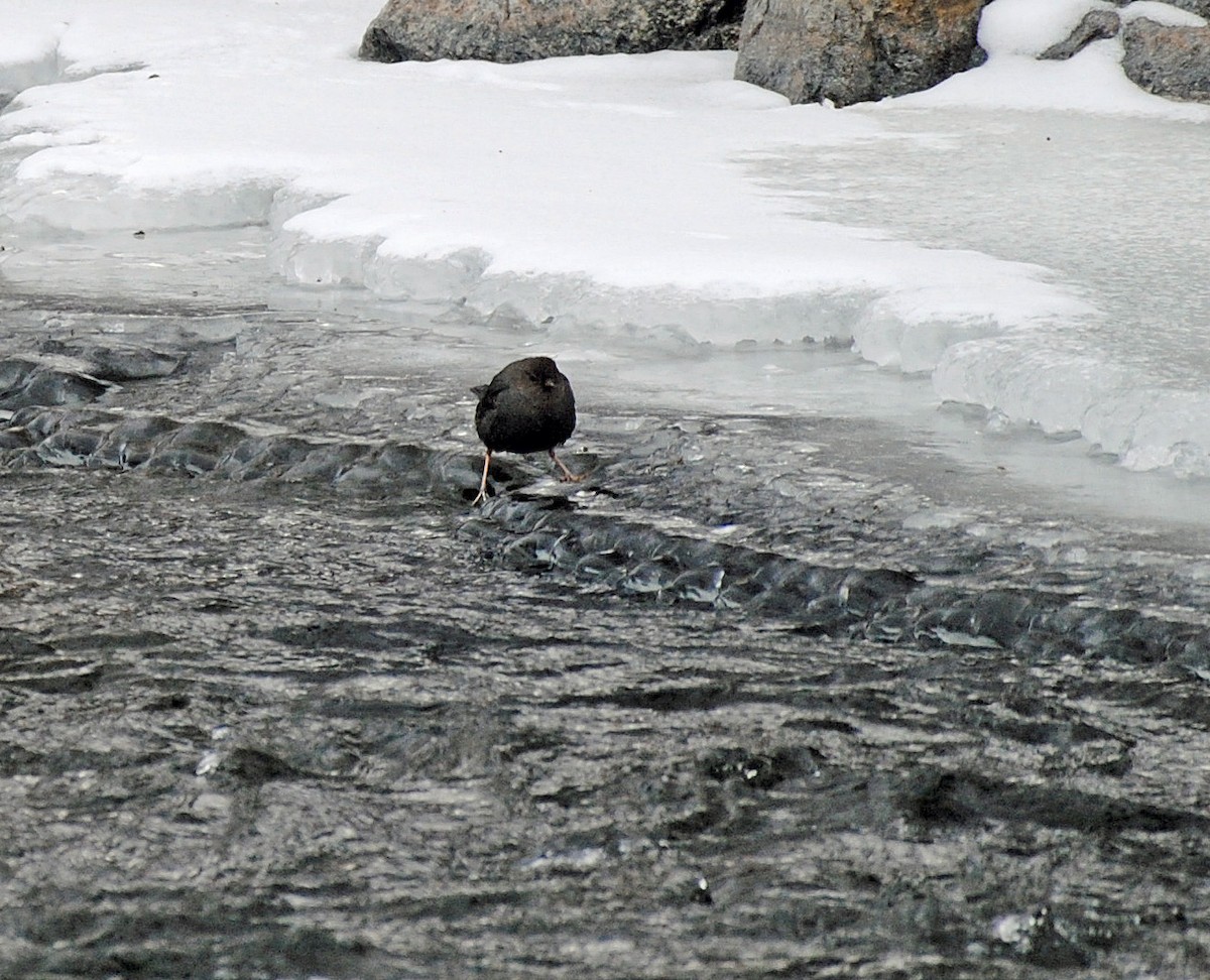 American Dipper - ML402033351