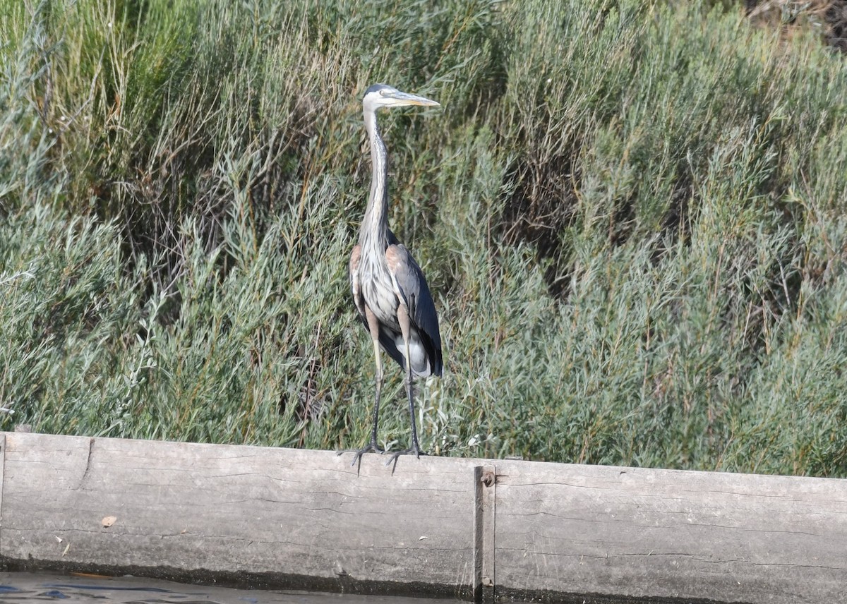 Great Blue Heron - Brent Farnsworth