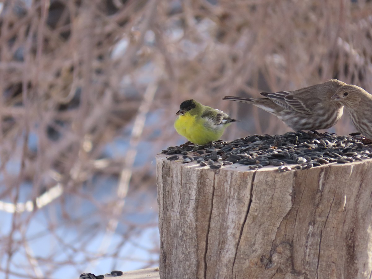 Lesser Goldfinch - ML402034501