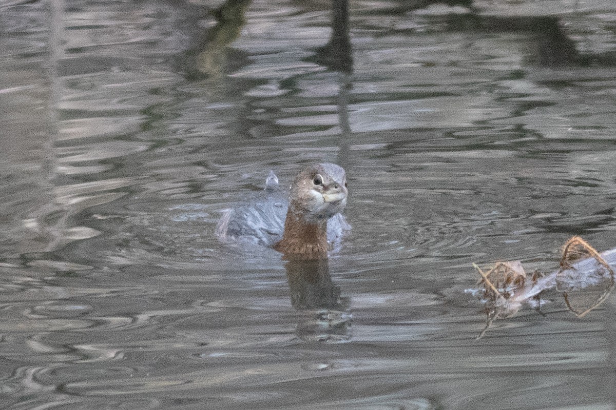 Pied-billed Grebe - ML402035081