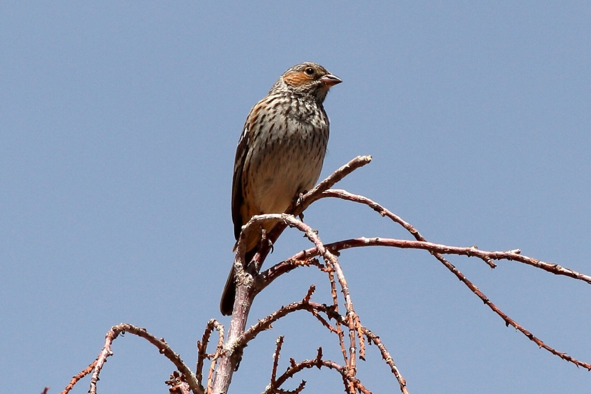 Mourning Sierra Finch - ML402035231