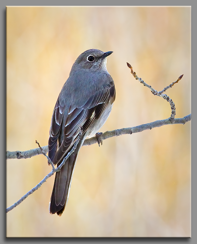 Townsend's Solitaire - ML402036111