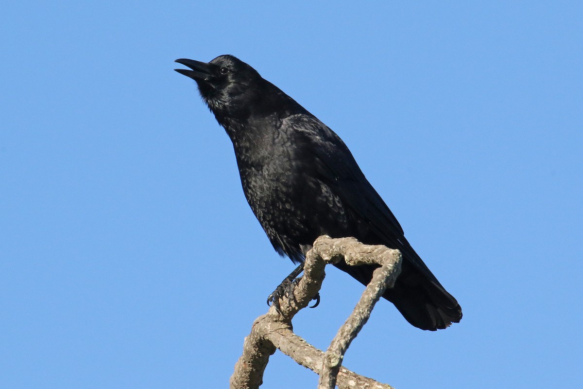 American Crow - ML402036561