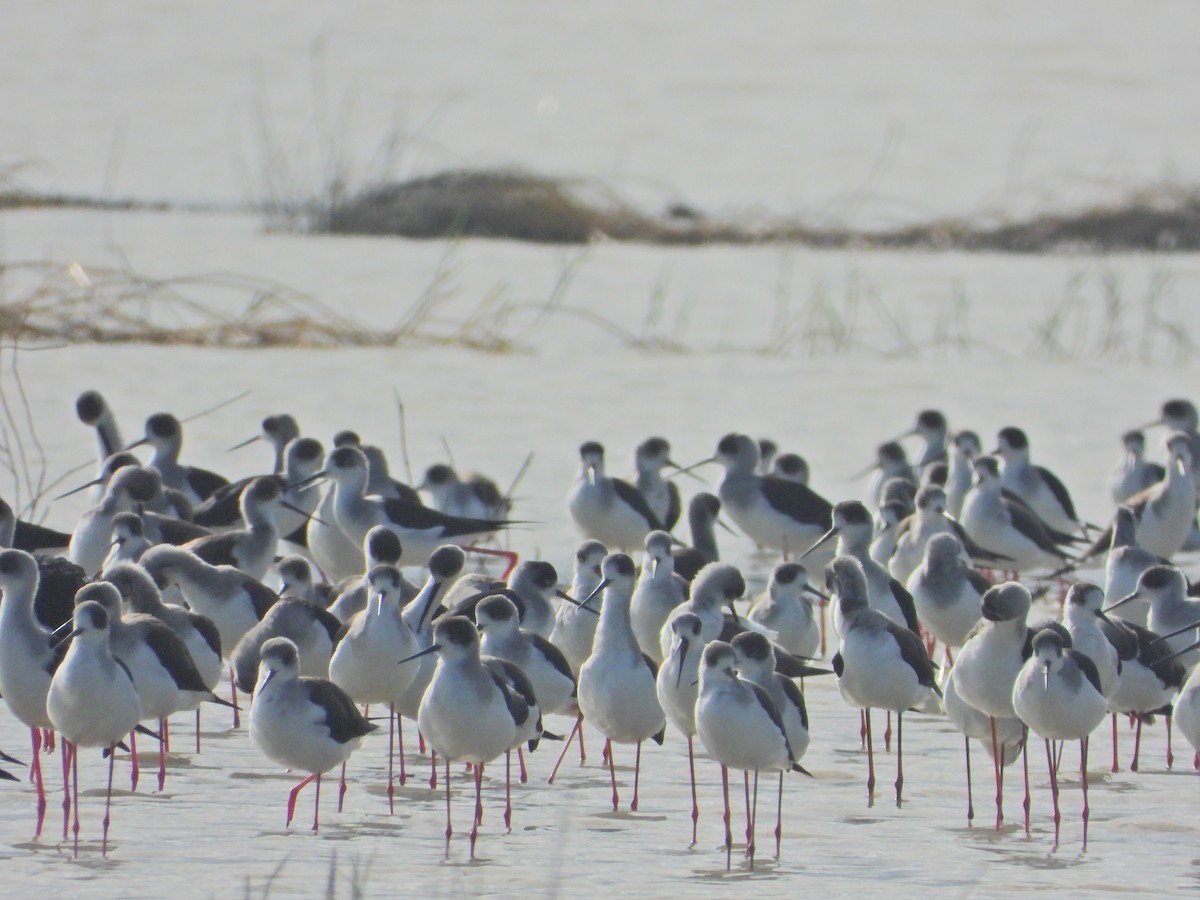 Black-winged Stilt - ML402038361