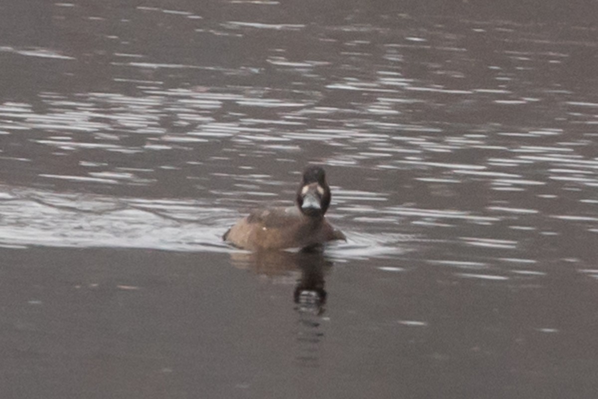 Lesser Scaup - ML402042361