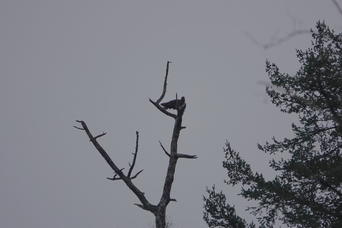 Turkey Vulture - ML402042901