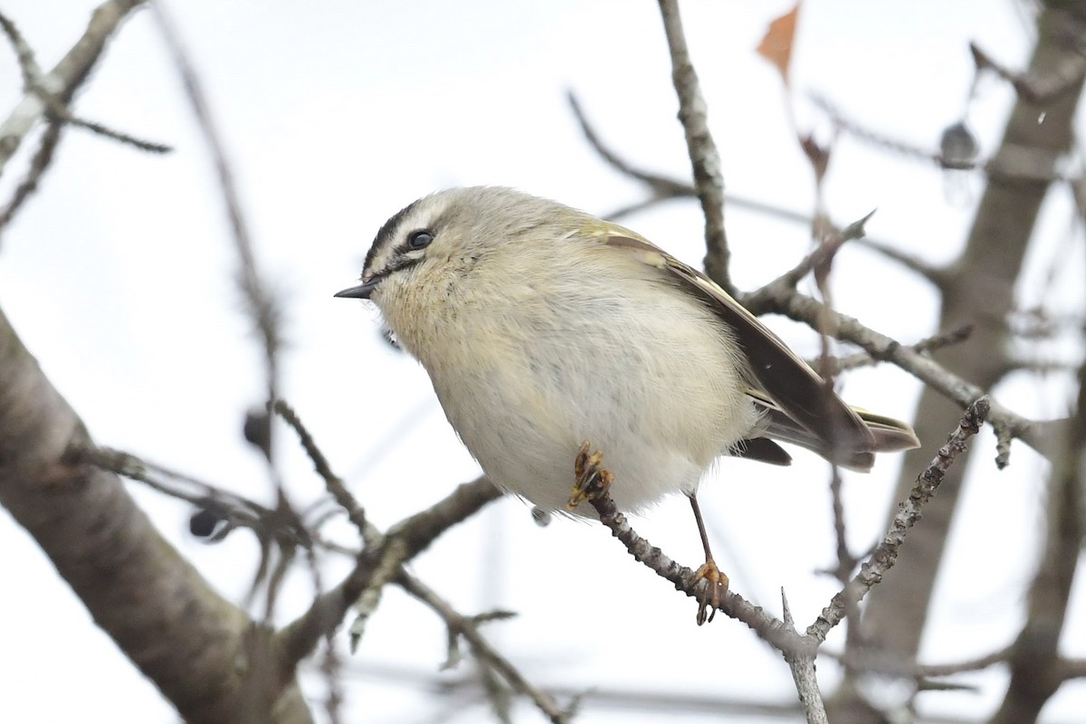 Golden-crowned Kinglet - ML402042911