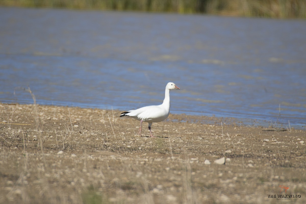 Snow Goose - ML402043101