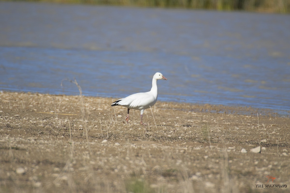 Snow Goose - ML402043111