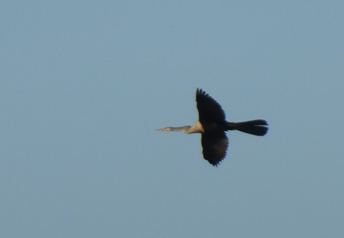 Anhinga Americana - ML402043821