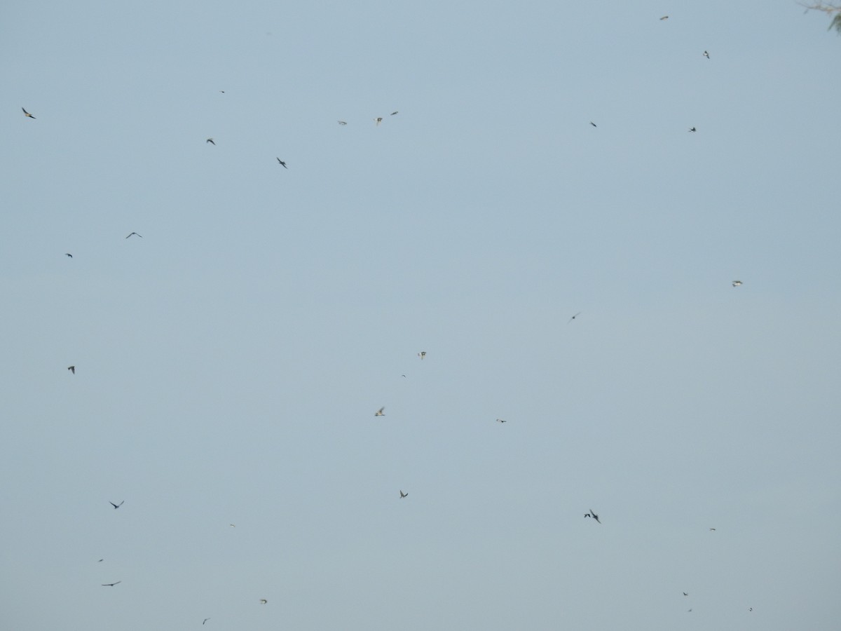 swallow sp. - ML402048151