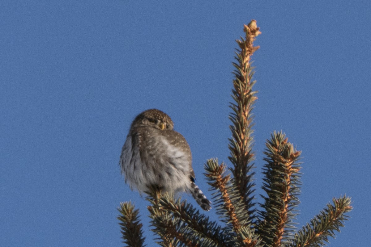 Northern Pygmy-Owl - Jake Bramante