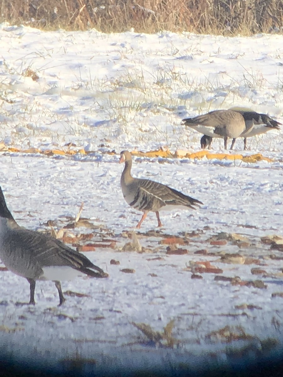 Greater White-fronted Goose - Cameron Chevalier