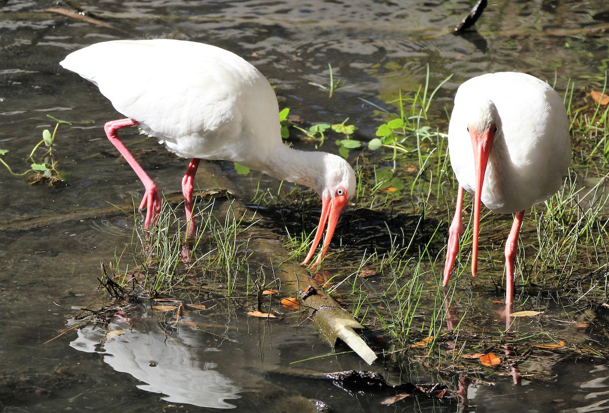 ibis bílý - ML402049711