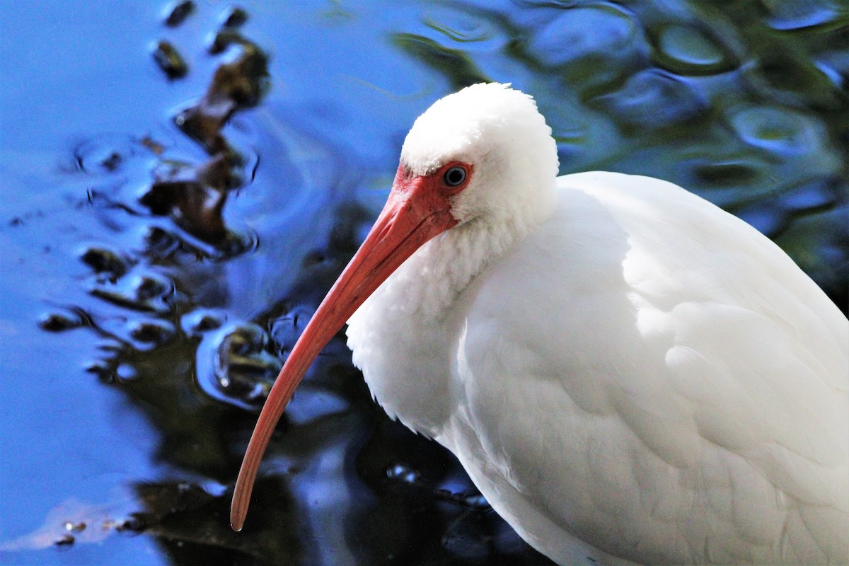 White Ibis - Glenn Blaser