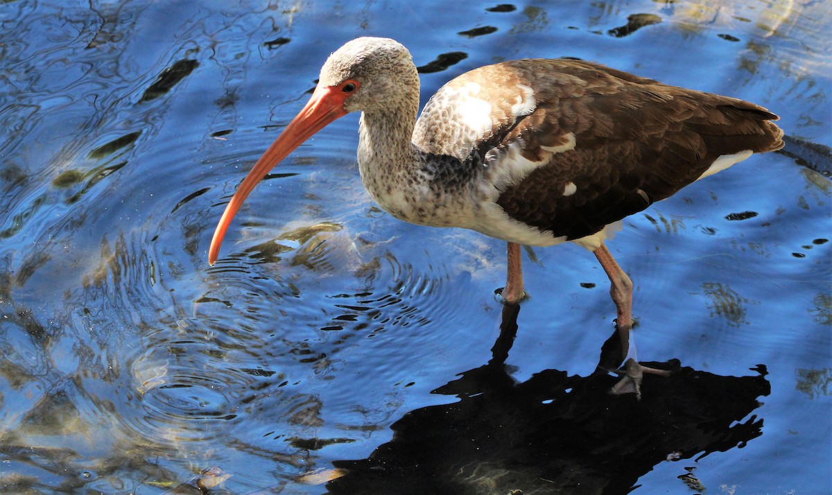 White Ibis - ML402049731