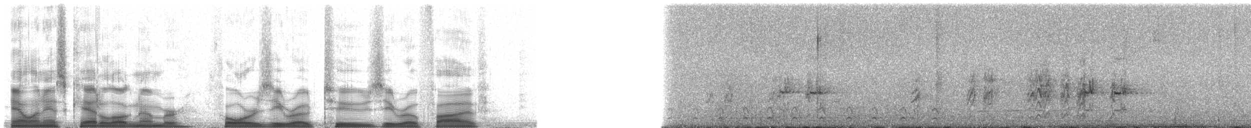 Spot-winged Parrotlet - ML40205