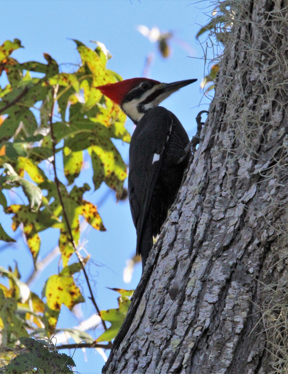 Pileated Woodpecker - Glenn Blaser