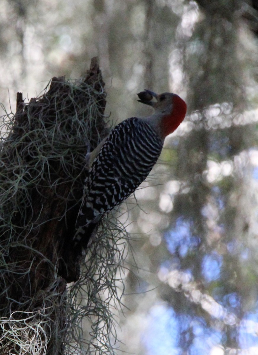 Red-bellied Woodpecker - ML402050481