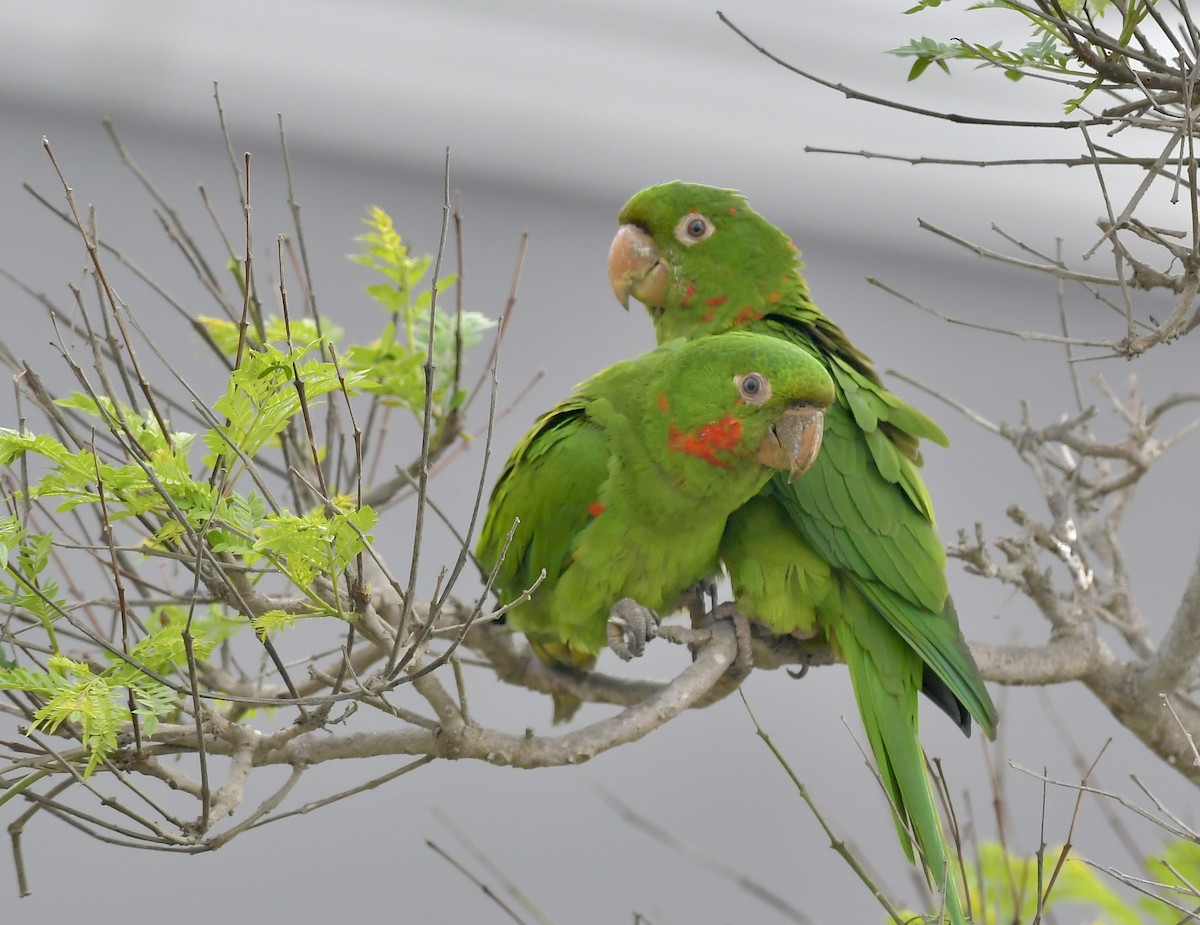 White-eyed Parakeet - ML402051081