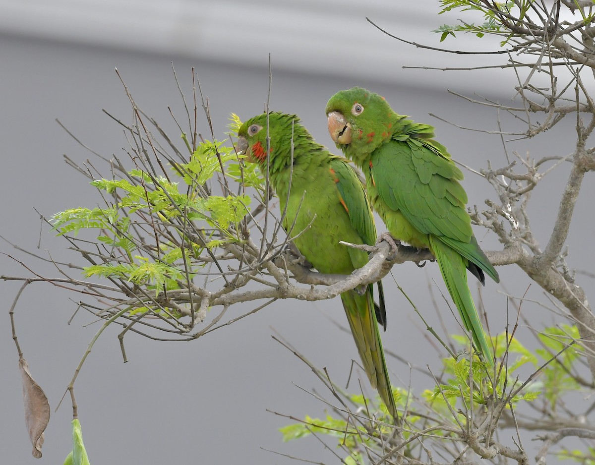 White-eyed Parakeet - ML402051131