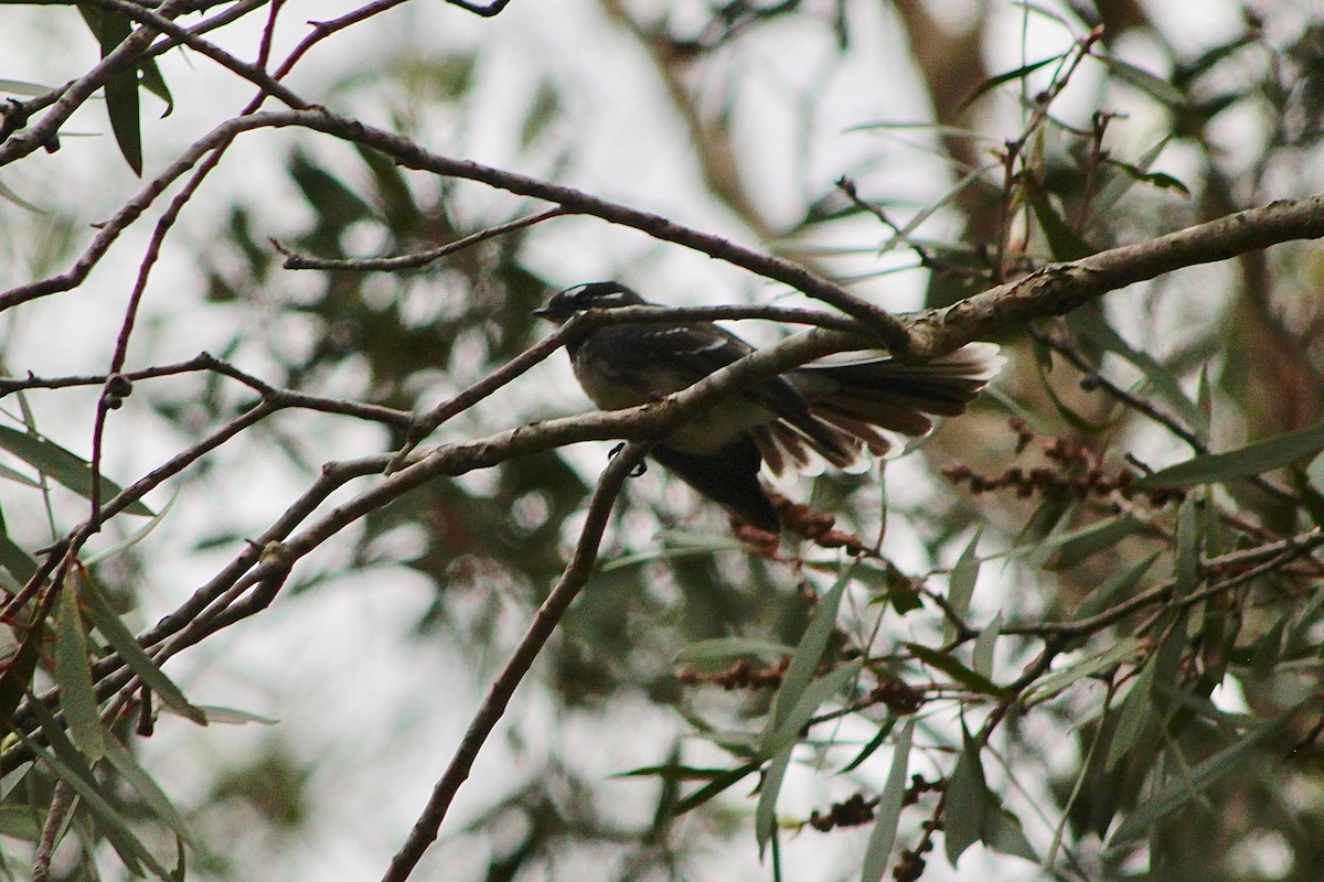 Gray Fantail - ML402051681