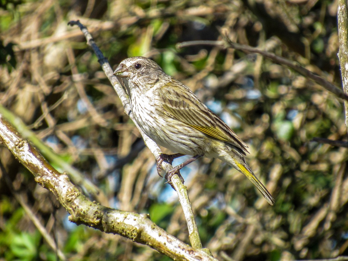 Saffron Finch - ML402053241