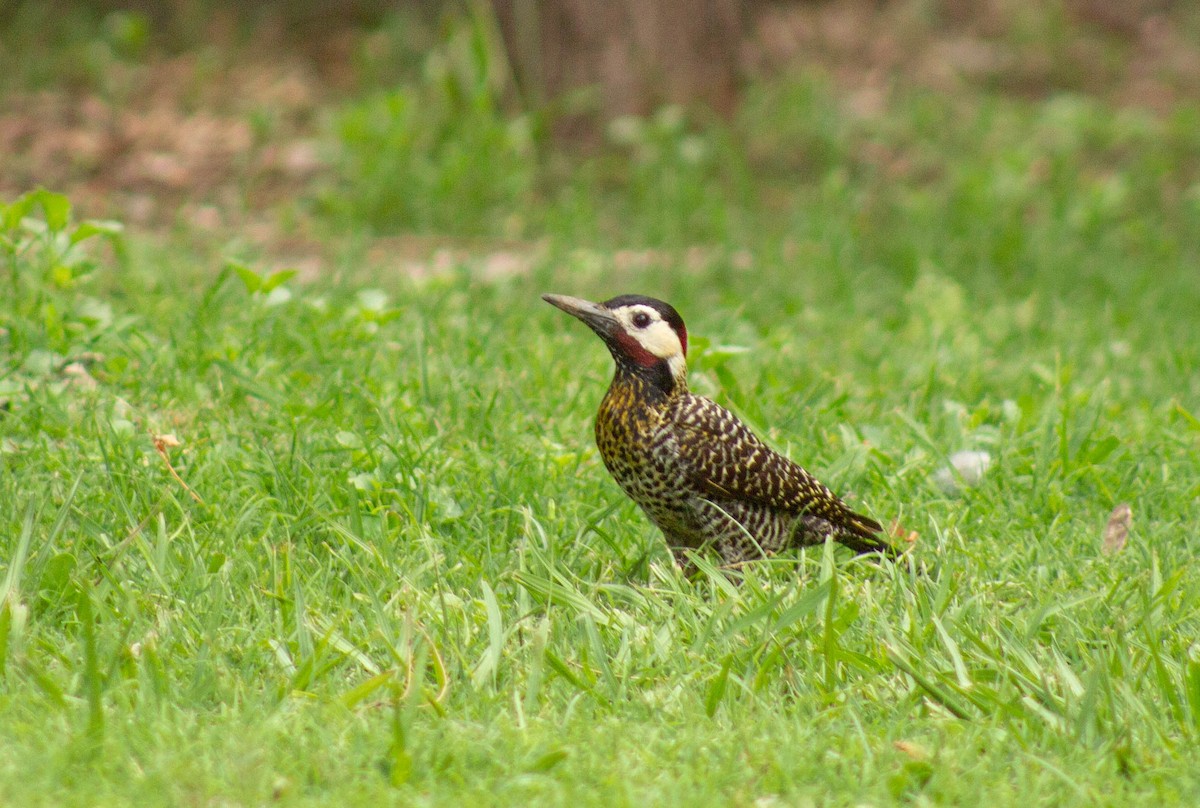 Green-barred Woodpecker - ML402053931