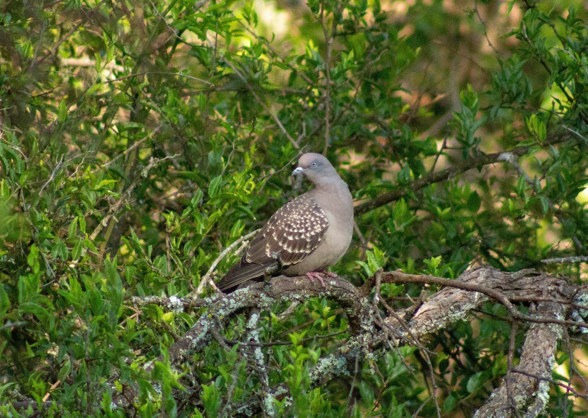 Spot-winged Pigeon - ML402053971