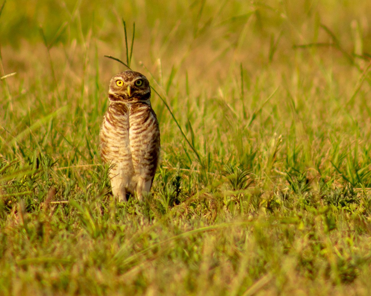 Burrowing Owl - ML402055181
