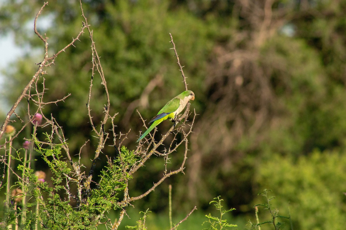 Monk Parakeet - ML402055281
