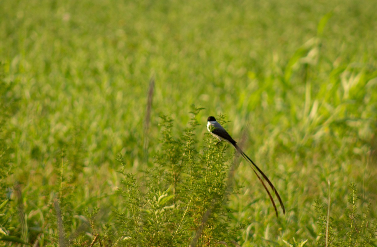Fork-tailed Flycatcher - ML402055321