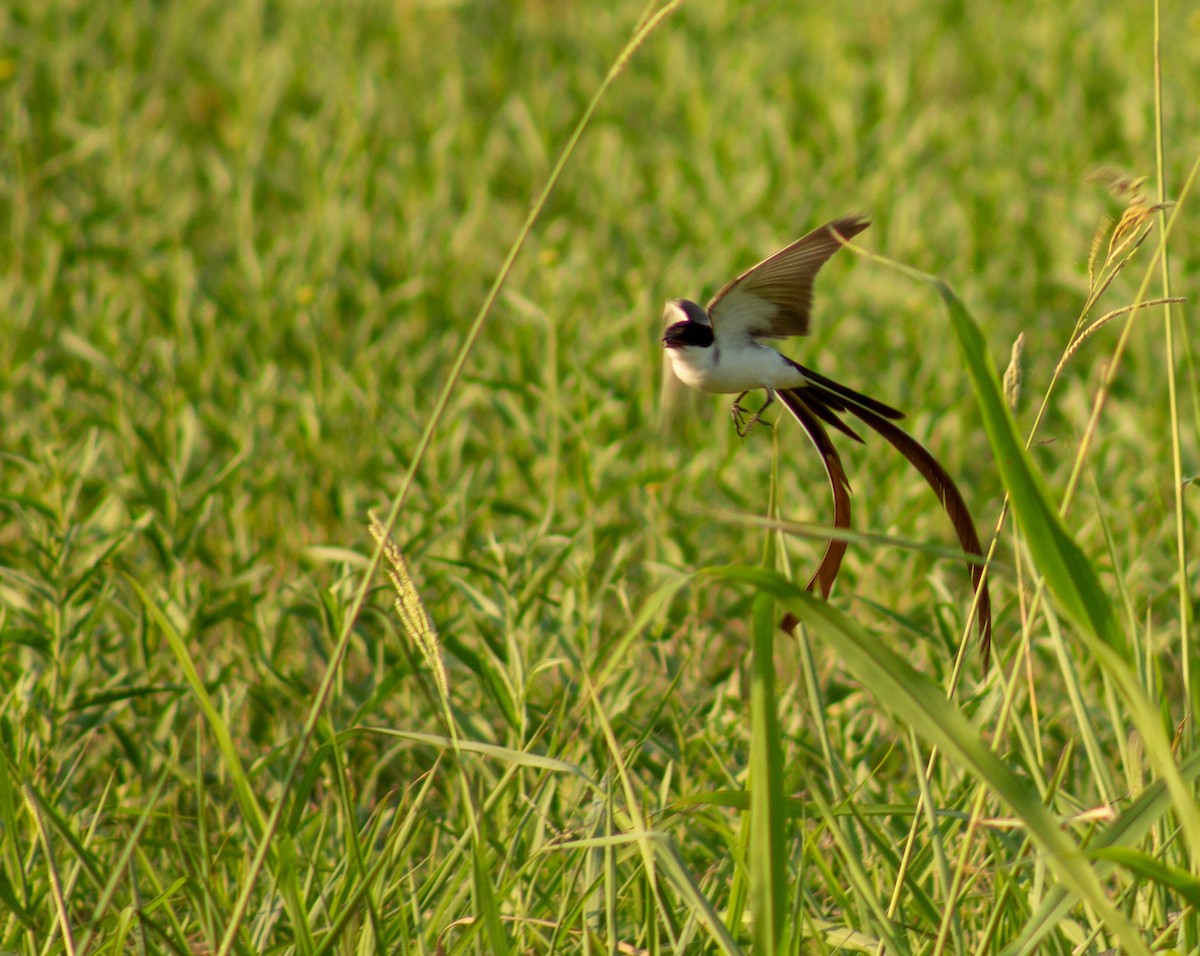 Fork-tailed Flycatcher - ML402055631