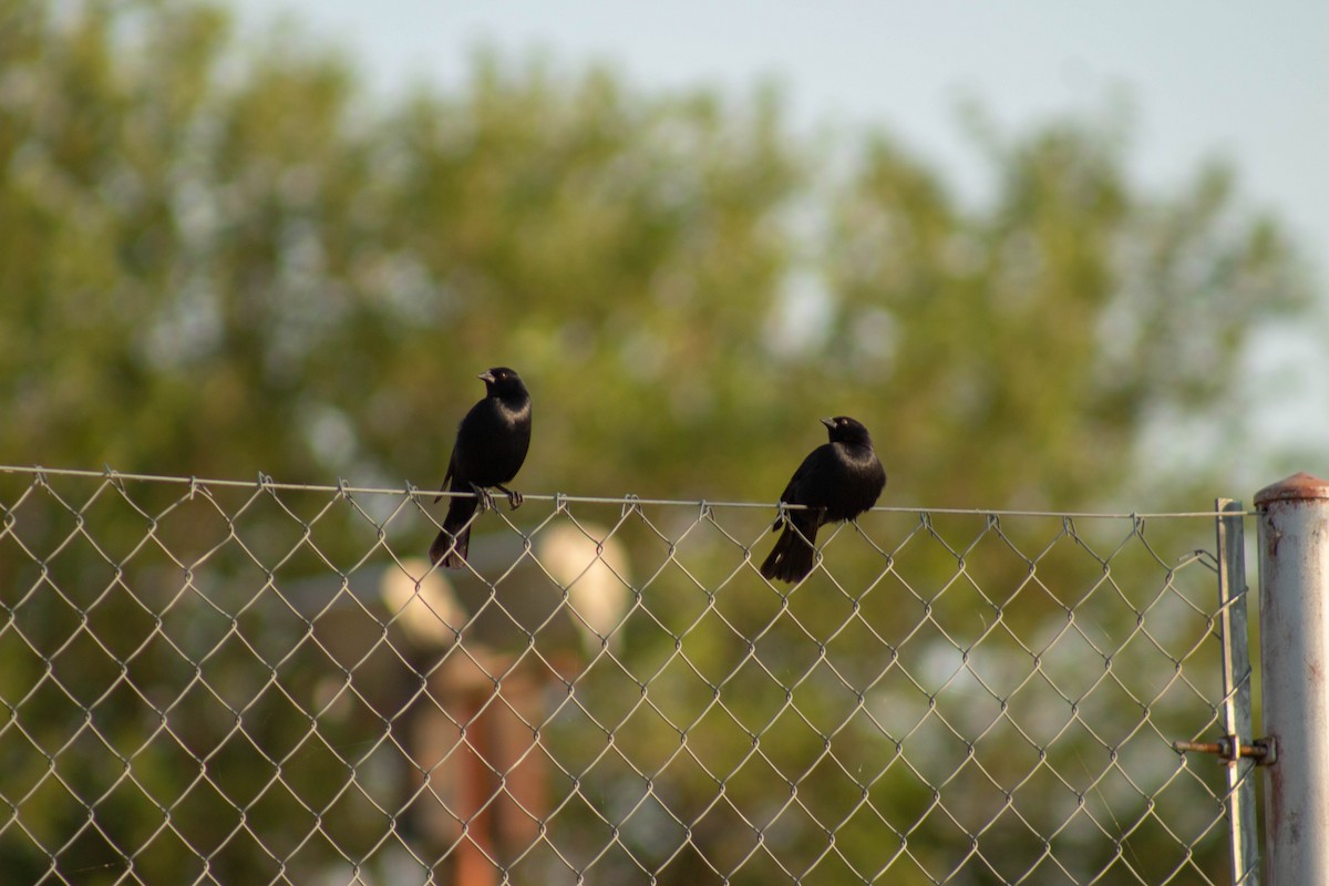 Screaming Cowbird - ML402055851