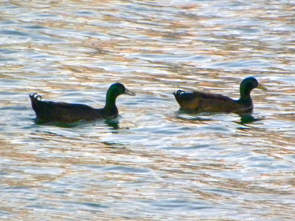 Mallard (Domestic type) - ML40205601