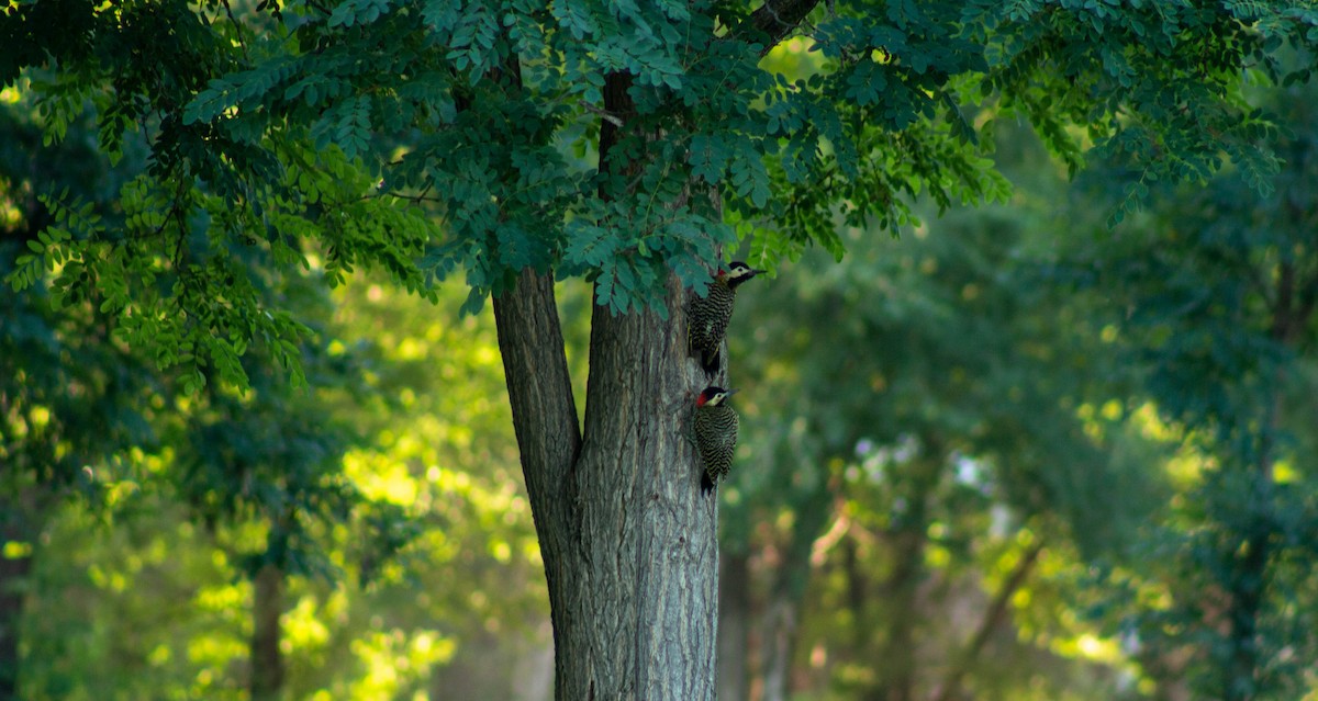Green-barred Woodpecker - ML402056041