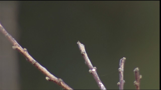 Black Phoebe (Northern) - ML402057