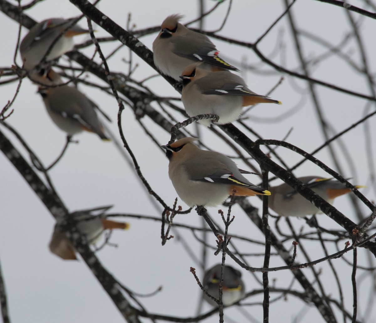 Bohemian Waxwing - ML402057551