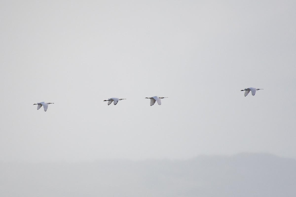 Royal Spoonbill - Fawas Illias