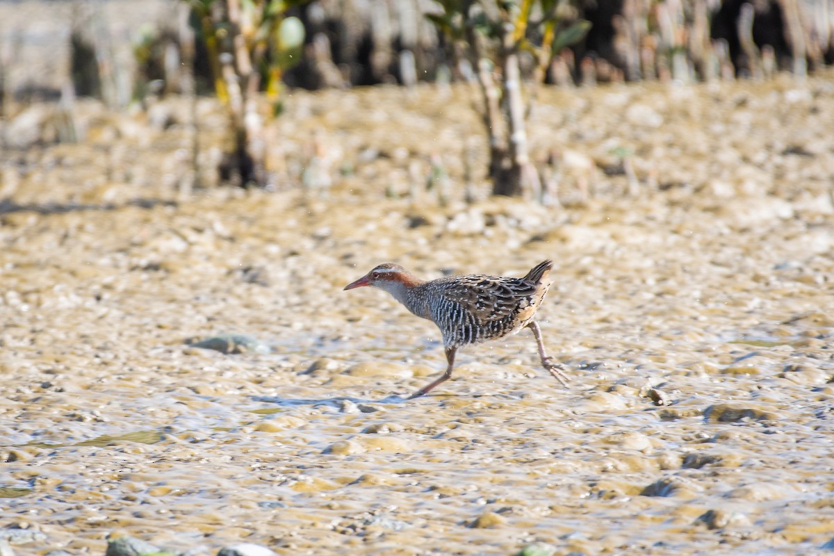 Buff-banded Rail - ML402058431