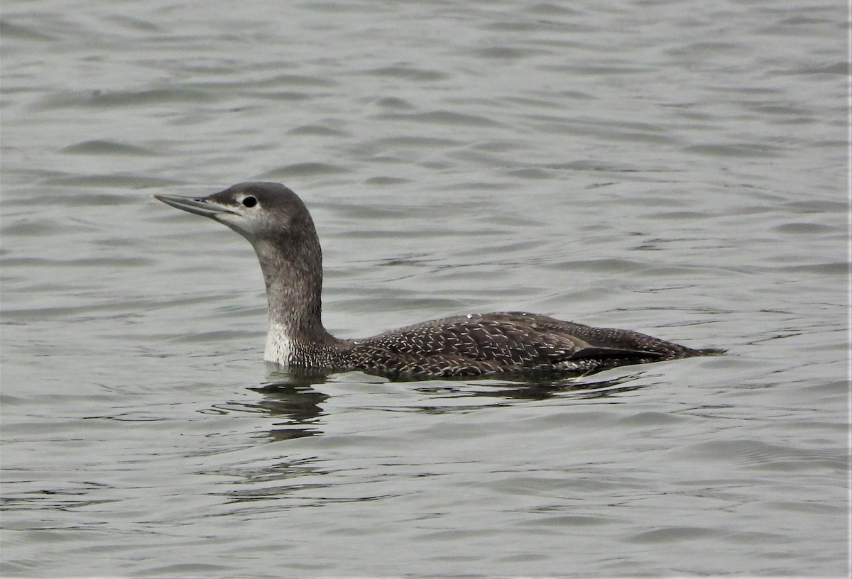 Red-throated Loon - Philip Kyle